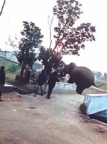रात को झुंड से बिछड़ा एक हाथी ने सुबह तमाड़ में मचाया उत्पात