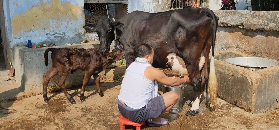 …गाय दूहने लगे विधायक इरफान