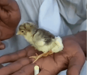 अंडे से निकला चार पैर वाला चूजा