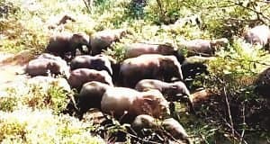 ओरमांझी के सवैया व रोला गांव पहुंचा 26 हाथियों का झुंड, दहशत में लोग