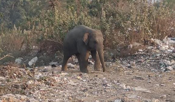 भटका हाथी पहुंचा हजारीबाग… ली दो की जान