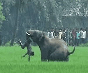 इटकी में हाथी ने चार लोगों की ली जान, प्रशासन ने लगाया धारा 144