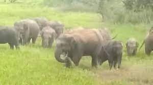 जंगली हाथियों के उत्पात से कई एकड़ में लगे फसल बर्बाद, किसान परेशान