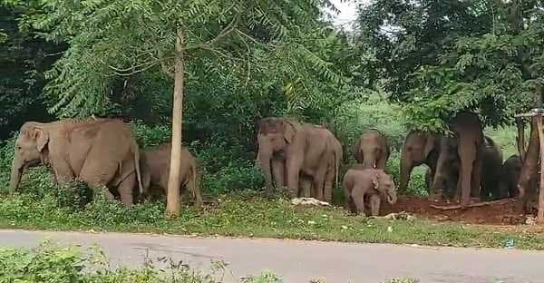 जंगली हाथियों के झुंड ने गांव में मचाया जमकर उत्पात