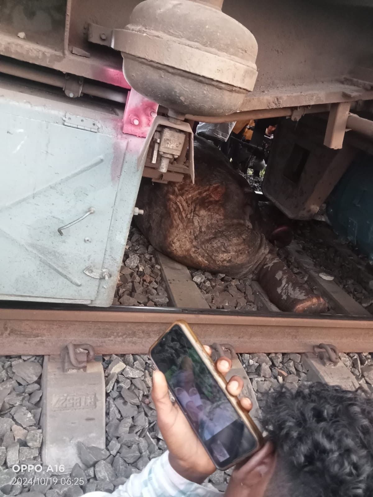 baby elephant hit by train