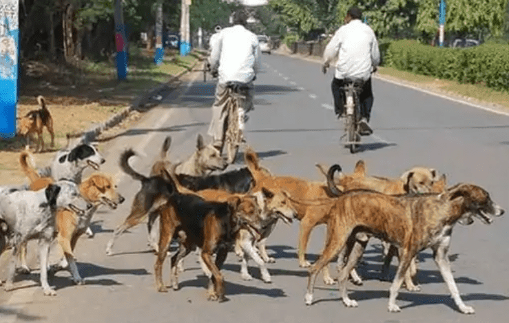 Bihar Dog Killed Girl