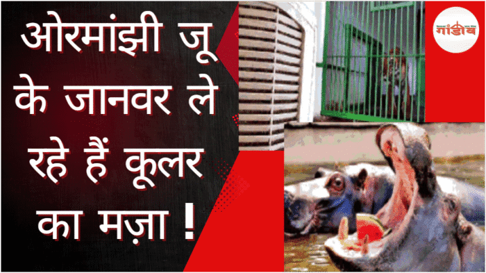 zoo summer care, animal heatwave treatment, ओरमांझी जू गर्मी, रांची चिड़ियाघर जानवर देखभाल, zoo animals cooler treatment, summer zoo India, animal diet summer, Ranchi news today, Jharkhand news update, Gandiv Live news, रांची की ताजा खबर, झारखंड समाचार, Jharkhand latest news in Hindi, Gandiv Live Ranchi, झारखंड ब्रेकिंग न्यूज़, Ranchi Hindi news portal, Jharkhand viral news, झारखंड लोकल न्यूज़, Gandiv Live हिंदी खबरें, Jharkhand trending news, रांची लाइव न्यूज़, Jharkhand today headlines