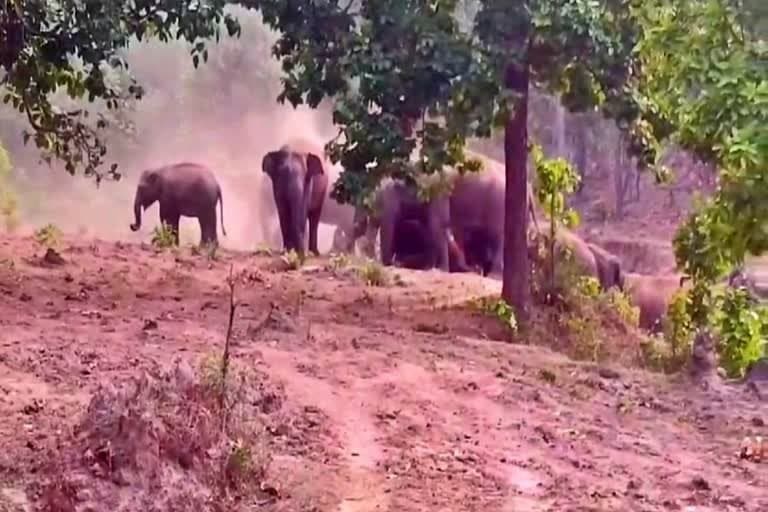 हजारीबाग में हाथियों का तांडव, चुरचू में 6 लागों की मौत