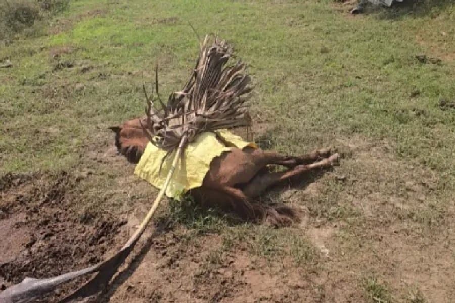 पटना के मोकीमपुर में 30-40 राउंड फायरिंग, गोली लगने से घोड़े की मौत