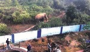 चांडिल डैम कालोनी सुबह सुबह पहुंचा दंतैल हाथी, पूरे क्षेत्र के लोग दहशत में