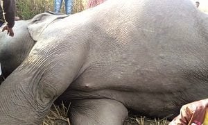 वन विभाग की लापरवाही: भूख से भटकते हाथी की करंट से मौत