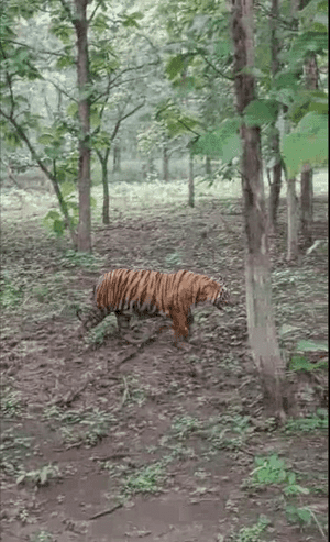बड़ा जामदा में दिखा बाघ,देखे वीडियो…