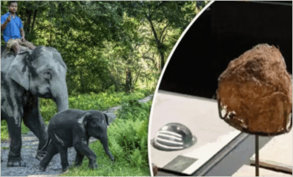 elephant dung laddu china, हाथी गोबर का लड्डू, viral weird food china, elephant dung dishes china, ₹50000 thali china, Chinese strange food news, elephant poop sweet, viral Chinese food trends, हाथी गोबर से बनी मिठाई, strange food items in asia