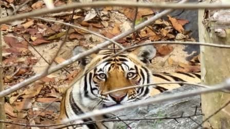 Tiger Poaching in PTR