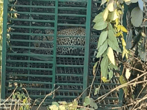 तीन लोगों की जान लेने वाला तेंदुआ पकड़ा गया