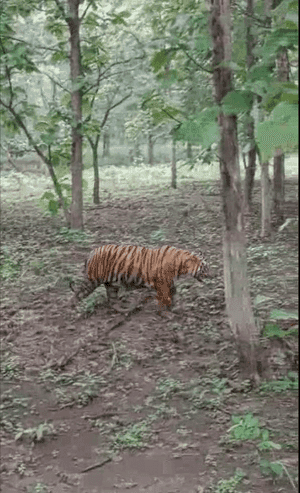 बड़ा जामदा में दिखा बाघ,देखे वीडियो…