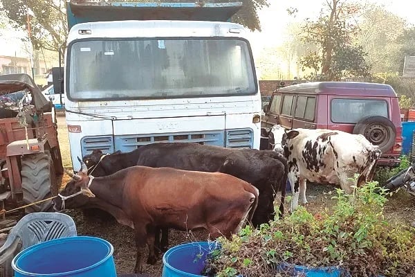 कपाली में मवेशी लदा पिकअप वैन धराया, पांच पशु के साथ एक गिरफ्तार