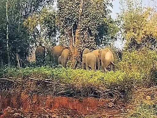 कुम्हरदगा में देखा गया 15 हाथियों का झुंड, दर्जनों किसानों की फसल रौंदी