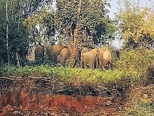 कुम्हरदगा में देखा गया 15 हाथियों का झुंड, दर्जनों किसानों की फसल रौंदी