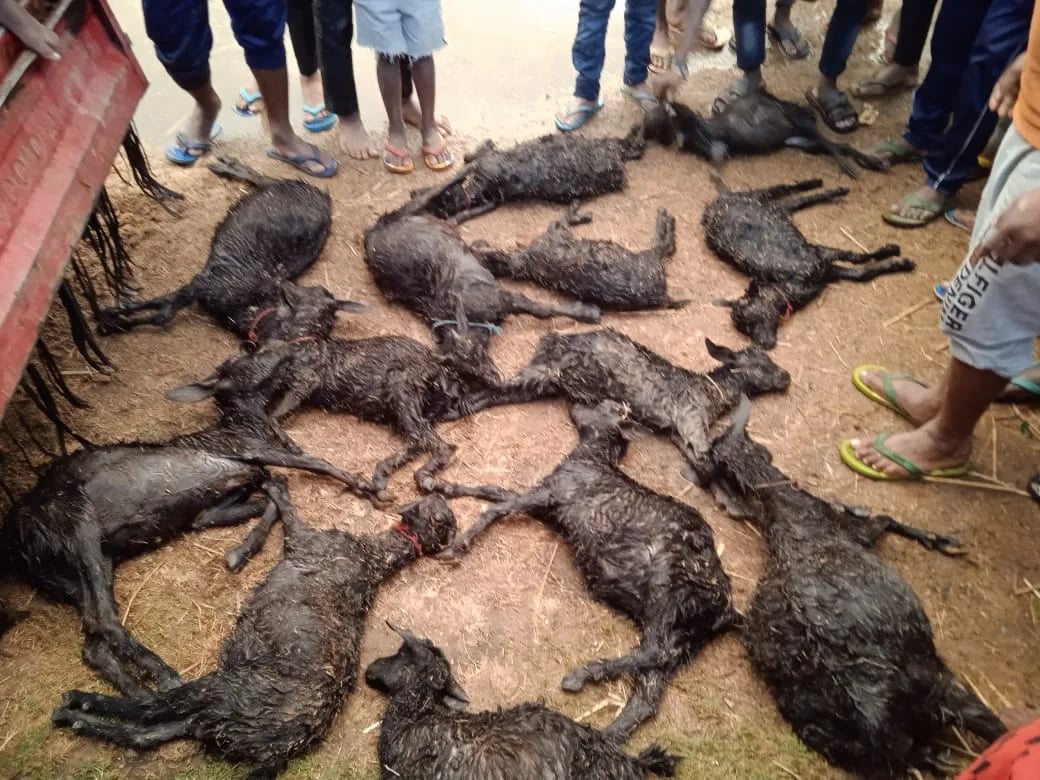 बुढ़मू के खाखरा गांव में ओलावृष्टी और ठनंका से कई बकरियों की मौत,3 लोग घायल
