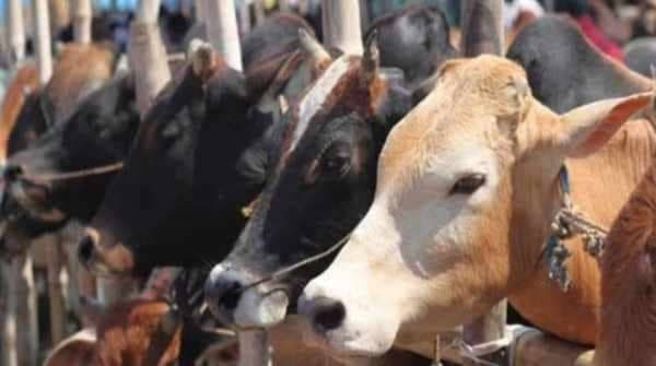 पश्चिम सिंहभूम में गोवंशीय पशु जब्त, पुलिस की कार्रवाई.