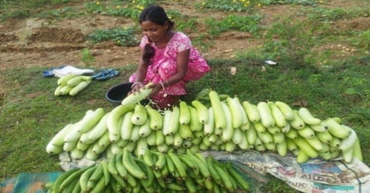 चाईबासा समाचार: 1.4 एकड़ कृषि ने बदल दी रोयबारी की किस्मत, बनीं आत्मनिर्भर महिला किसान