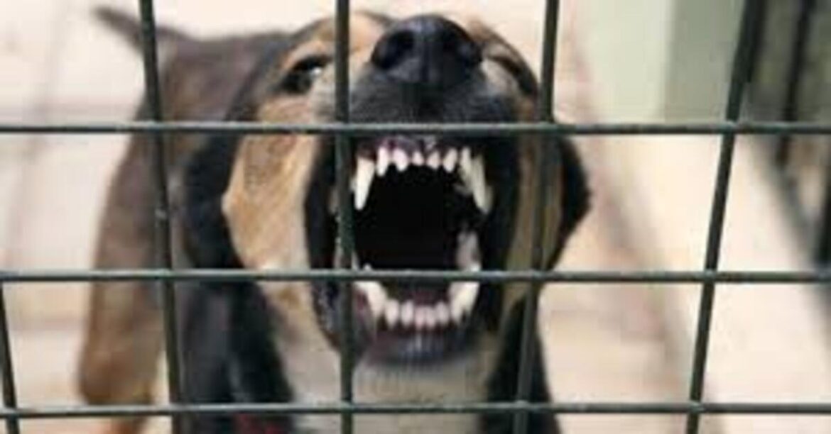Jharkhand Dog Bite Cases : झारखंड में बढ़ रहे डॉग बाइट्स के मामले, नियंत्रण के लिए होगी कारगर व्यवस्था