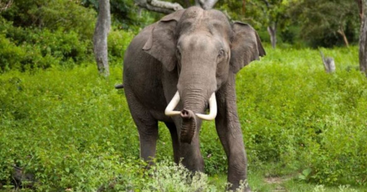 Elephant Attack : महुआ चुनने निकले थे, सामने आ गई मौत, रामगढ़ में हाथियों ने ले ली तीन की जान